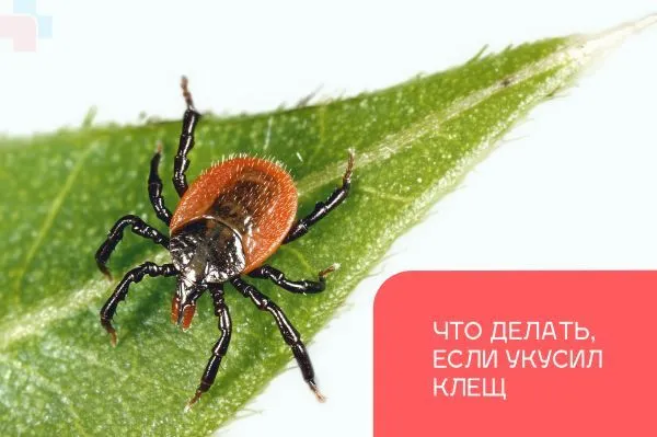 Помощь при укусе клеща
